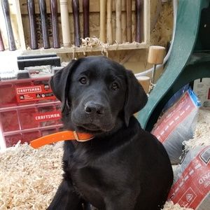 Meet your Posher, Jackie